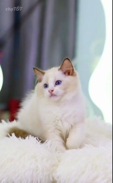 Mèo Ragdoll Trắng mắt Xanh dương giá chỉ từ 6tr. Mua bán Mèo tại Quận Đống Đa Hà Nội được đăng bởi Meow Meow Cattery hình 1