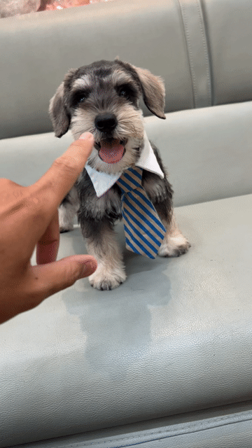 Chó ông già Schnauzer thông minh quấn chủ. Mua bán Chó tại Thành phố Thủ Đức Tp Hồ Chí Minh được đăng bởi Trần hình 1