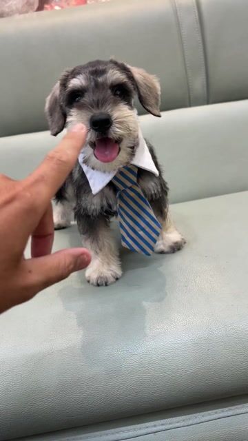 Chó ông già Schnauzer thông minh quấn chủ. Mua bán Chó tại Thành phố Thủ Đức Tp Hồ Chí Minh được đăng bởi Trần hình 1