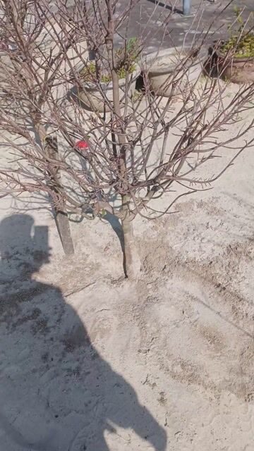 Mai đột xang quảng nam ae chơi tết. Mua bán Cây cảnh, đồ trang trí tại Thị xã Điện Bàn Quảng Nam được đăng bởi Trần Văn Long hình 1