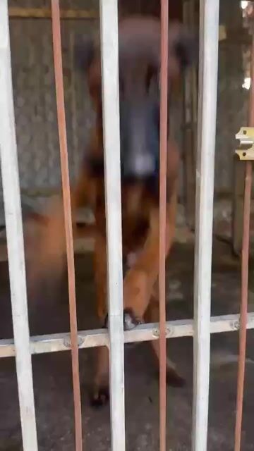 Chó Malinois cái choai 2 mũi. Mua bán Chó tại Huyện Vĩnh Thạnh Cần Thơ được đăng bởi hautong hình 1