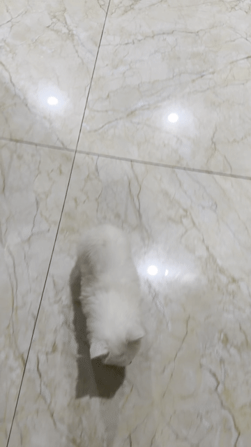 Chó Phốc Sóc Trắng con. Mua bán Chó tại Huyện Bình Chánh Tp Hồ Chí Minh được đăng bởi Lê yến ngọc hình 1
