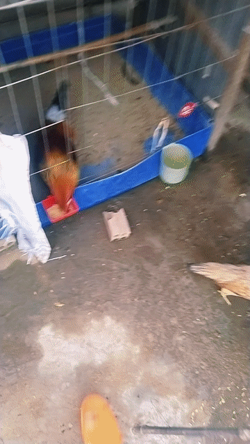 Gà trống 1.3kg Đều xanh. Mua bán Gà tại Huyện Lấp Vò Đồng Tháp được đăng bởi Nhí gà  hình 1