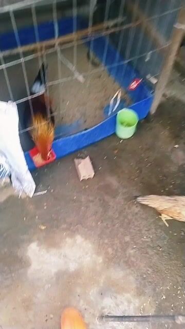 Gà trống 1.3kg Đều xanh. Mua bán Gà tại Huyện Lấp Vò Đồng Tháp được đăng bởi Nhí gà  hình 1