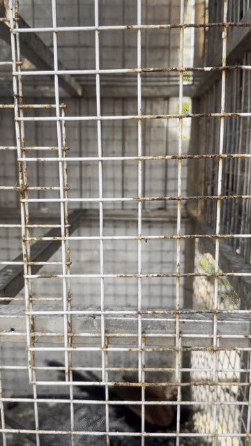 giá nào cũng bán hoặc gl các loại cu. Mua bán Chim tại Huyện Bàu Bàng Bình Dương được đăng bởi mạnh lê hình 1