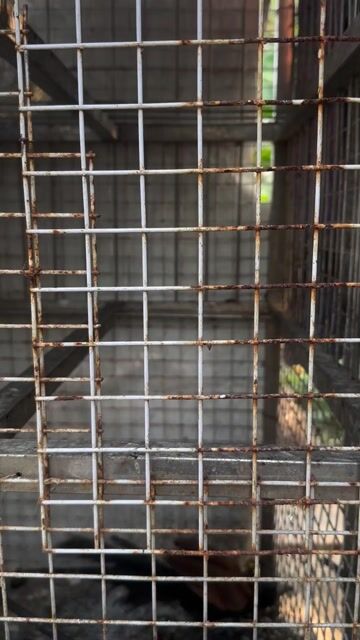 giá nào cũng bán hoặc gl các loại cu. Mua bán Chim tại Huyện Bàu Bàng Bình Dương được đăng bởi mạnh lê hình 1