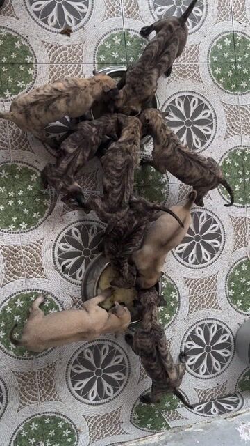 Chó Phú Quốc Siêu Đẹp. Mua bán Chó tại Huyện Đức Hòa Long An được đăng bởi Trần Phạn Anh Nhã hình 1