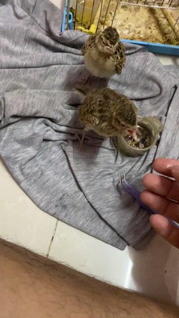 Chim Sơn ca non Nâu. Mua bán Chim tại Quận Gò Vấp Tp Hồ Chí Minh được đăng bởi Cao Khương hình 1