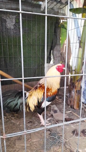 mất duyên thanh lý 3.8kg 11 tháng. Mua bán Gà tại Thành phố Rạch Giá Kiên Giang được đăng bởi Hoàng Phương hình 1