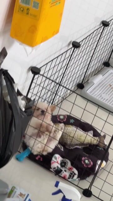 Chó Poodle cái Trắng kem. Mua bán Chó tại Quận Bình Tân Tp Hồ Chí Minh được đăng bởi Kim Cao hình 1