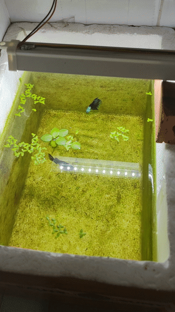Guppy Blue Tarzan bố mẹ + 50 con. Mua bán Thú cưng khác tại Quận Bình Tân Tp Hồ Chí Minh được đăng bởi Van Hao hình 1