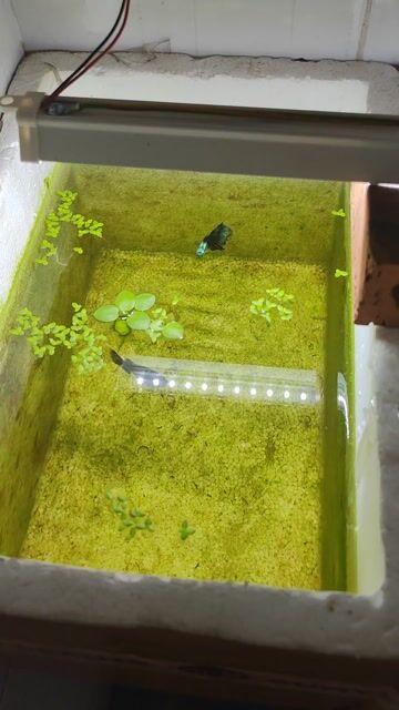 Guppy Blue Tarzan bố mẹ + 50 con. Mua bán Thú cưng khác tại Quận Bình Tân Tp Hồ Chí Minh được đăng bởi Van Hao hình 1