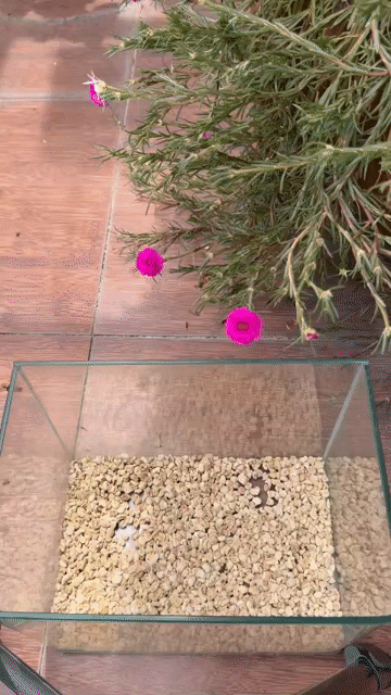 Chuột Hamster f1 lông sát. Mua bán Thú cưng khác tại Quận 7 Tp Hồ Chí Minh được đăng bởi Mi Nguyễn hình 1