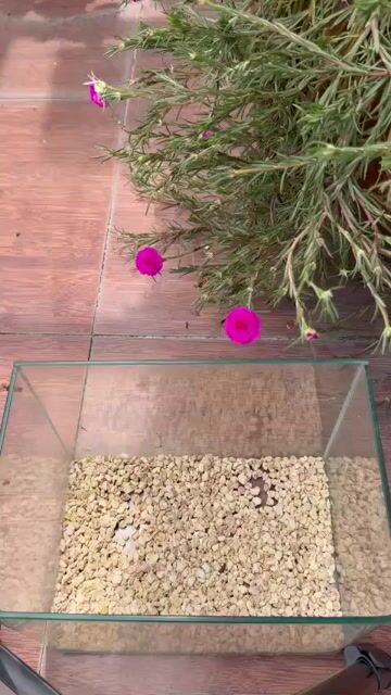Chuột Hamster f1 lông sát. Mua bán Thú cưng khác tại Quận 7 Tp Hồ Chí Minh được đăng bởi Mi Nguyễn hình 1