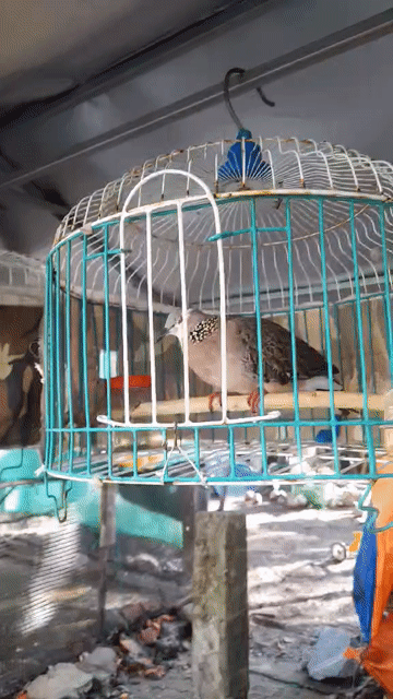 Chim cu thái bông. Mua bán Chim tại Quận 8 Tp Hồ Chí Minh được đăng bởi MR T hình 1