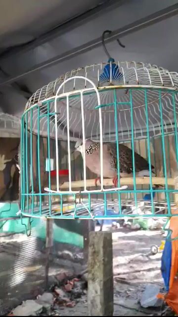 Chim cu thái bông. Mua bán Chim tại Quận 8 Tp Hồ Chí Minh được đăng bởi MR T hình 1