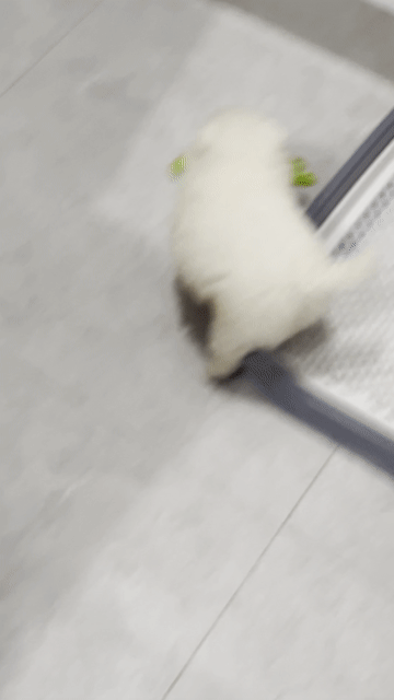 Chó Pomeranian Trắng Nhỏ Đã tiêm phòng. Mua bán Chó tại Quận 11 Tp Hồ Chí Minh được đăng bởi Lê Huỳnh Phương Vy hình 1