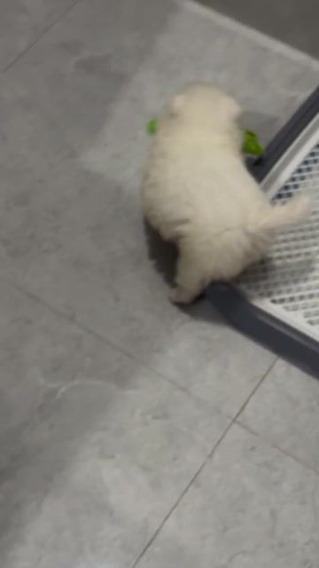 Chó Pomeranian Trắng Nhỏ Đã tiêm phòng. Mua bán Chó tại Quận 11 Tp Hồ Chí Minh được đăng bởi Lê Huỳnh Phương Vy hình 1