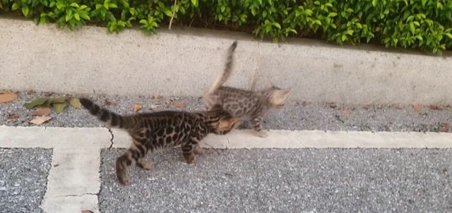 Mèo Bengal Đa dạng. Mua bán Mèo tại Thị xã Từ Sơn Bắc Ninh được đăng bởi maimeomeo hình 1