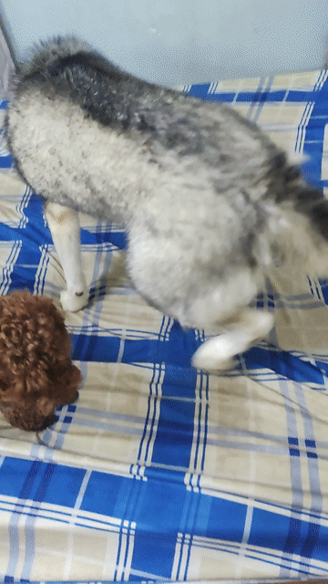 Chó Husky cái gần 3 năm. Mua bán Chó tại Thành phố Thủ Đức Tp Hồ Chí Minh được đăng bởi Tên chưa cung cấp hình 1