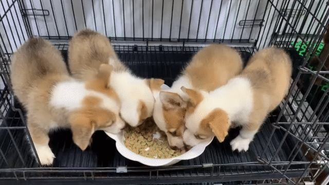 Chó Corgi - chó corgi thuần chủng 2-4x tùy màu sắc. Mua bán Chó tại Huyện Hóc Môn Tp Hồ Chí Minh được đăng bởi Anh Hoàng hình 1