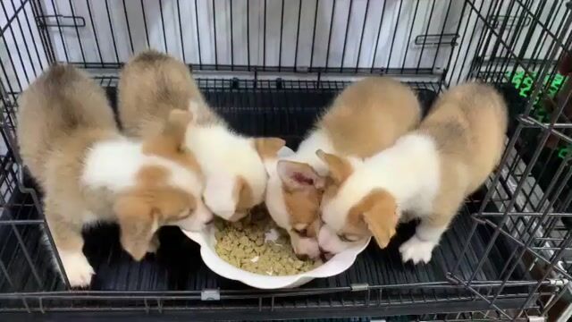 Chó Corgi - chó corgi thuần chủng 2-4x tùy màu sắc. Mua bán Chó tại Huyện Hóc Môn Tp Hồ Chí Minh được đăng bởi Anh Hoàng hình 1