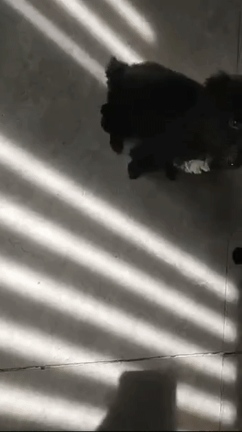 Chó Poodle đen 1.5 tháng. Mua bán Chó tại Huyện Hóc Môn Tp Hồ Chí Minh được đăng bởi tâm tăng hình 1