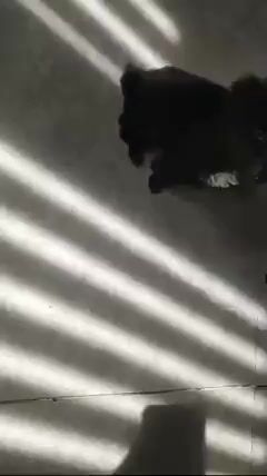 Chó Poodle đen 1.5 tháng. Mua bán Chó tại Huyện Hóc Môn Tp Hồ Chí Minh được đăng bởi tâm tăng hình 1