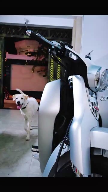 Super Cub C125 2022. Mua bán Xe máy tại Quận Gò Vấp Tp Hồ Chí Minh được đăng bởi Duy hình 1