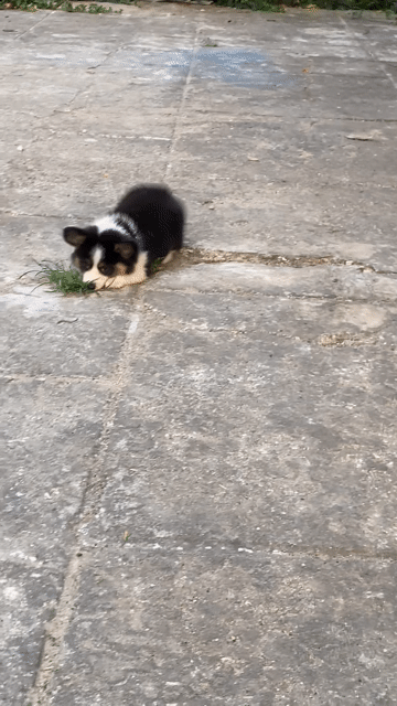 Chó Corgi cái Tricolor lông dày. Mua bán Chó tại Quận Cẩm Lệ Đà Nẵng được đăng bởi Trương minh duy hình 1