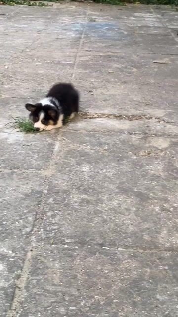 Chó Corgi cái Tricolor lông dày. Mua bán Chó tại Quận Cẩm Lệ Đà Nẵng được đăng bởi Trương minh duy hình 1