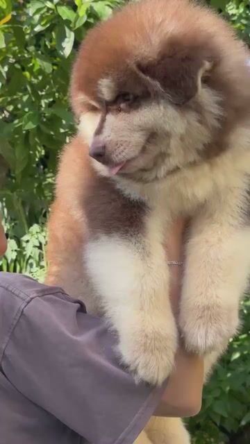 Alaska giant. Mua bán Chó tại Quận Long Biên Hà Nội được đăng bởi bông pet hình 1