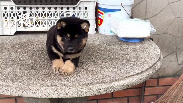 Chó Mông Cộc Đực Đen 4 Mắt + Lưỡi Đốm Nhiều. Mua bán Chó tại Quận Gò Vấp Tp Hồ Chí Minh được đăng bởi Shop SH Và Chó Cộc Sài Gòn hình 1