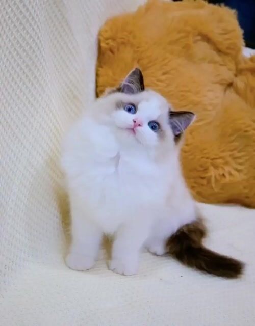 Mèo Ragdoll đực cái seal ssvn, nhập Trung HN HCM. Mua bán Mèo tại Thành phố Thủ Đức Tp Hồ Chí Minh được đăng bởi Âu Minh Huy hình 1