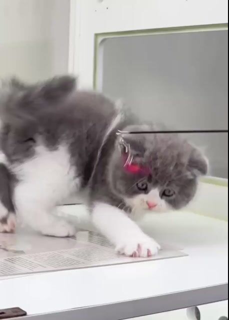 mèo anh lông ngắn bicolor tai cụp. Mua bán Mèo tại Quận Bình Thạnh Tp Hồ Chí Minh được đăng bởi Như Ý hình 1