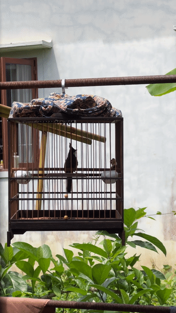 Chim chào mào 1 mùa. Mua bán Chim tại Thị xã Hương Trà Thừa Thiên Huế được đăng bởi Khanh Han hình 1
