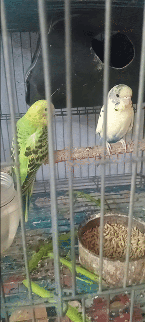 Chim Yến Phụng Hà Lan 2 con. Mua bán Chim tại Huyện Hóc Môn Tp Hồ Chí Minh được đăng bởi Như Lê hình 1