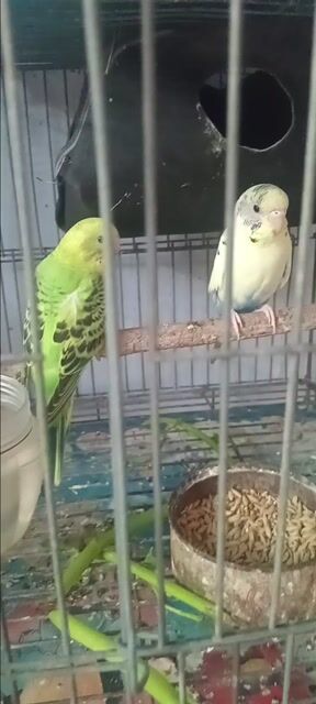 Chim Yến Phụng Hà Lan 2 con. Mua bán Chim tại Huyện Hóc Môn Tp Hồ Chí Minh được đăng bởi Như Lê hình 1