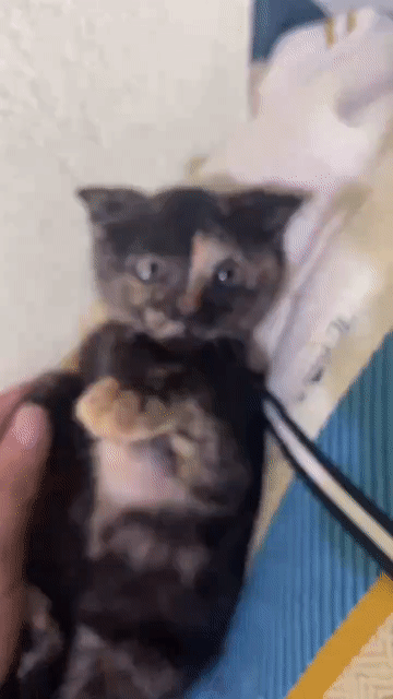 🌼🐈British-Japanese 🌺Cái màu Tortoiseshell💅🌿. Mua bán Mèo tại Quận Ngũ Hành Sơn Đà Nẵng được đăng bởi nguyên phân hoài phúc hình 1