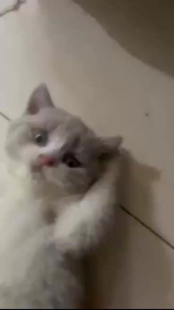 mèo chân lùn bililac. Mua bán Mèo tại Thành phố Nha Trang Khánh Hòa được đăng bởi Thảo hình 1