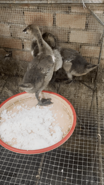Ngỗng sư tử Xám 1kg/con an tot. Mua bán Thú cưng khác tại Thành phố Dĩ An Bình Dương được đăng bởi Cỏ Dại  hình 1