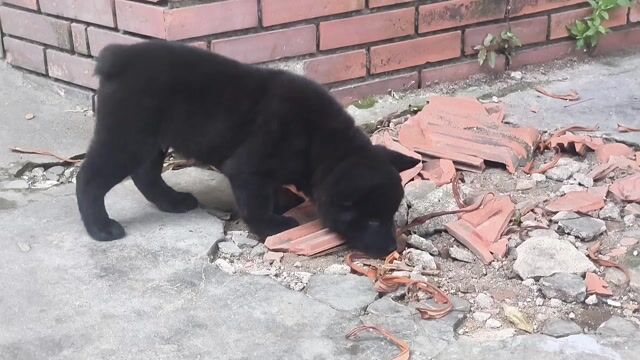 Chó Mông Cộc Đen Tuyền + Siêu Lưỡi Đốm Chuẩn Giống. Mua bán Chó tại Quận Gò Vấp Tp Hồ Chí Minh được đăng bởi Shop SH Và Chó Cộc Sài Gòn hình 1