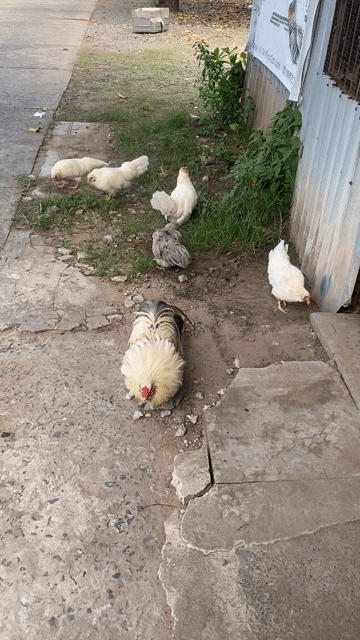 Gà con nhiều màu. Mua bán Gà tại Thành phố Cao Lãnh Đồng Tháp được đăng bởi nguyễn huy bình hình 1