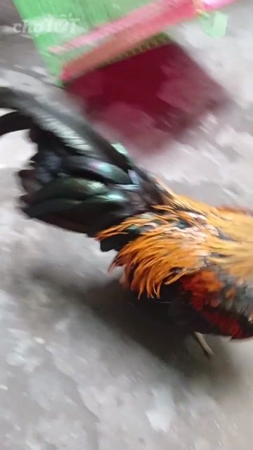 Gà tre bắc. Mua bán Gà tại Quận Tân Phú Tp Hồ Chí Minh được đăng bởi Tiger hình 1