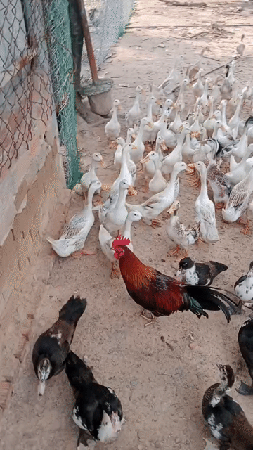 Vịt đẻ siêu trứng hàng tơ sắp đẻ . Mua bán Thú cưng khác tại Huyện Vĩnh Cửu Đồng Nai được đăng bởi Trần Phước hình 1