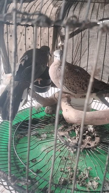 Chim Malaysia Nâu Cặp. Mua bán Chim tại Thị xã Bến Cát Bình Dương được đăng bởi Nguyễn Thanh Hải hình 1