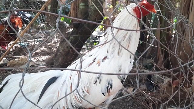 Gà Trắng 2.9kg gl. Mua bán Gà tại Huyện Định Quán Đồng Nai được đăng bởi Ngọc Quang hình 1