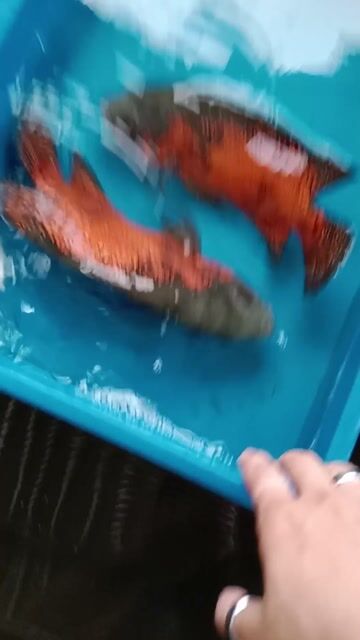 Cá tai tượng Châu Phi Max size. Mua bán Thú cưng khác tại Quận Bình Tân Tp Hồ Chí Minh được đăng bởi minh tâm hình 1