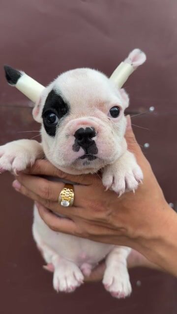 Chó Bull Pháp Trắng đen Cả hai. Mua bán Chó tại Thành phố Thủ Đức Tp Hồ Chí Minh được đăng bởi Ngô Xuân Hùng hình 1