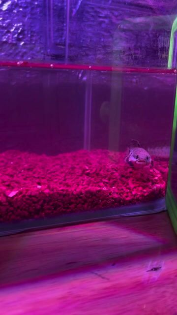 Cá Phượng Hoàng Đất 6-7cm Xám. Mua bán Thú cưng khác tại Quận 10 Tp Hồ Chí Minh được đăng bởi mjnhson hình 1